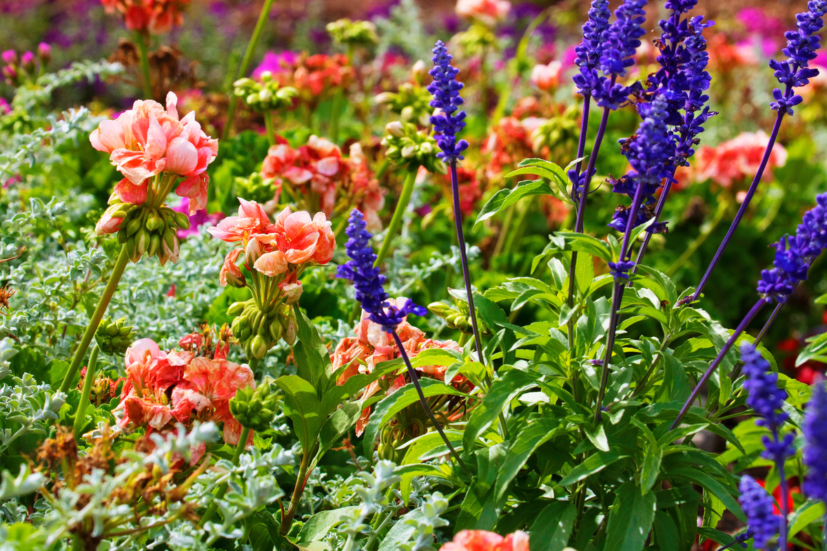 Geranium and lavender flowers – flowerbed garden relaxing landscape